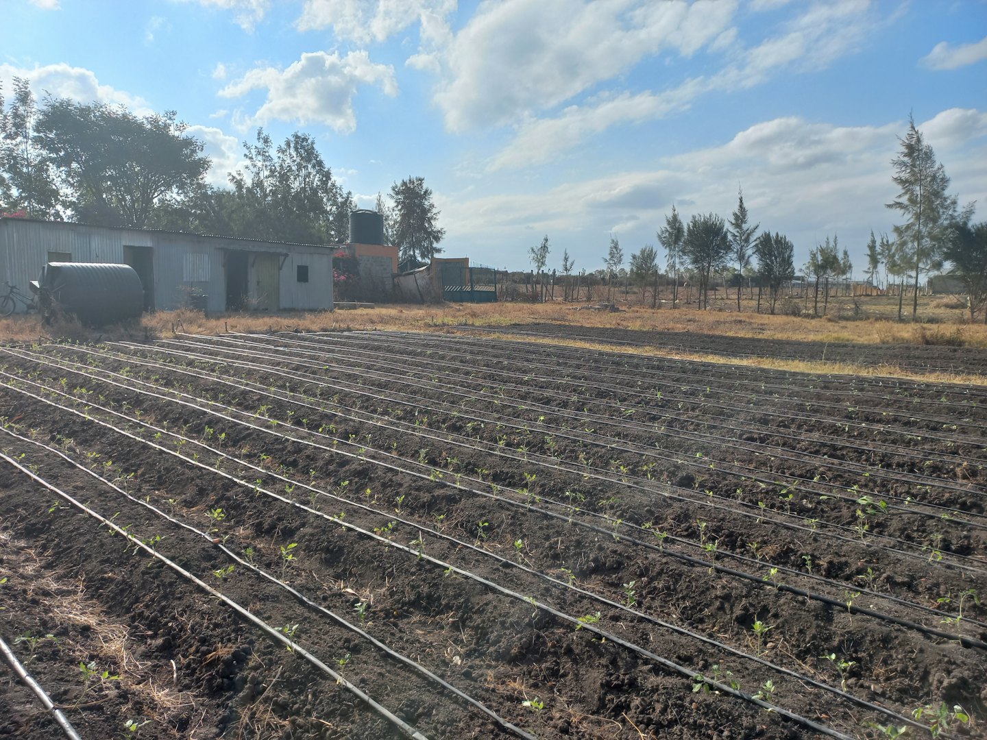 Young plants grow in rows in an irrigated farm field.