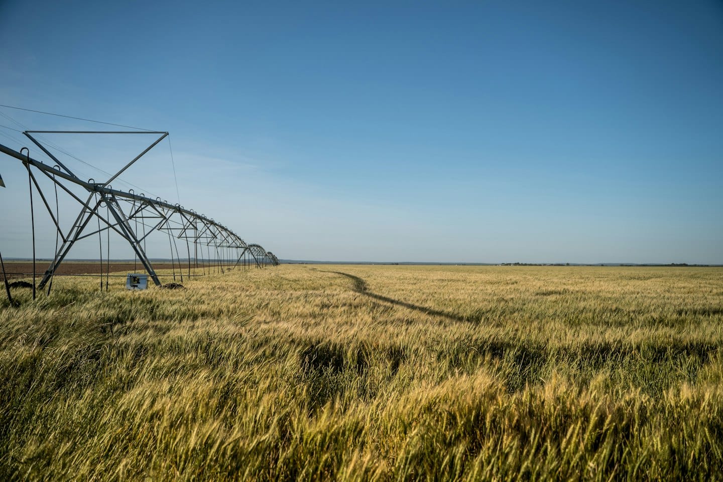 Irrigation system waters a golden wheat field under a blue sky.